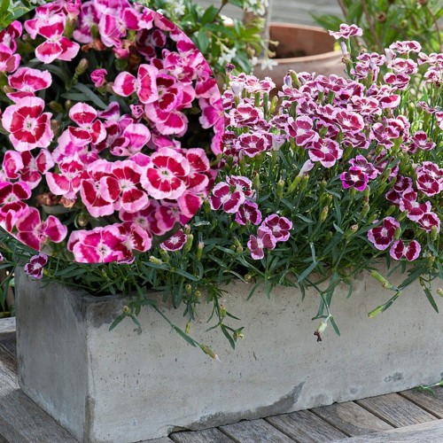 Dianthus TOUCH 'Big Touch' - Nelk TOUCH 'Big Touch' 